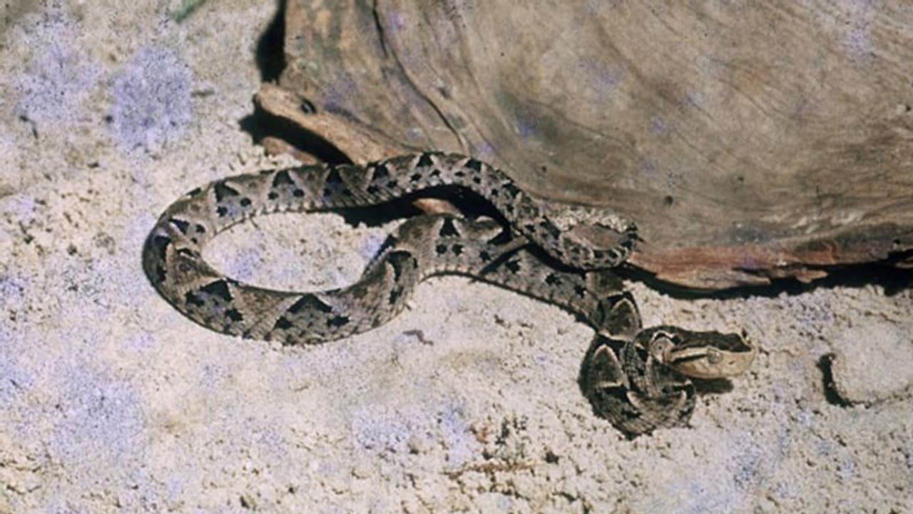 ఈ పాము వీడియో చూస్తే.. వెంట్రుకలు నిక్క పొడుచుకుంటాయి..! ఈ పాము వీడియో చూస్తే.. వెంట్రుకలు నిక్క పొడుచుకుంటాయి..!