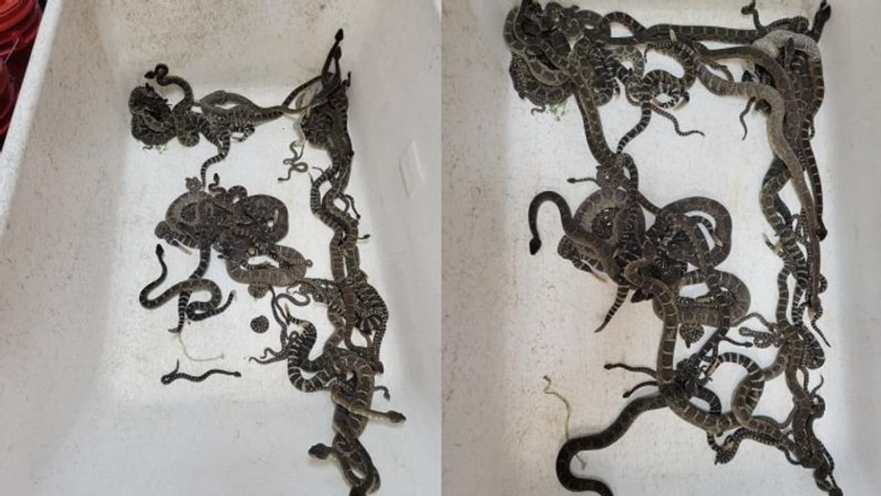 വീടിനടിയിൽ നിന്ന് കണ്ടെത്തിയത് തൊണ്ണൂറിലധികം വിഷപ്പാമ്പുകളെ! വീടിനടിയിൽ നിന്ന് കണ്ടെത്തിയത് തൊണ്ണൂറിലധികം വിഷപ്പാമ്പുകളെ!