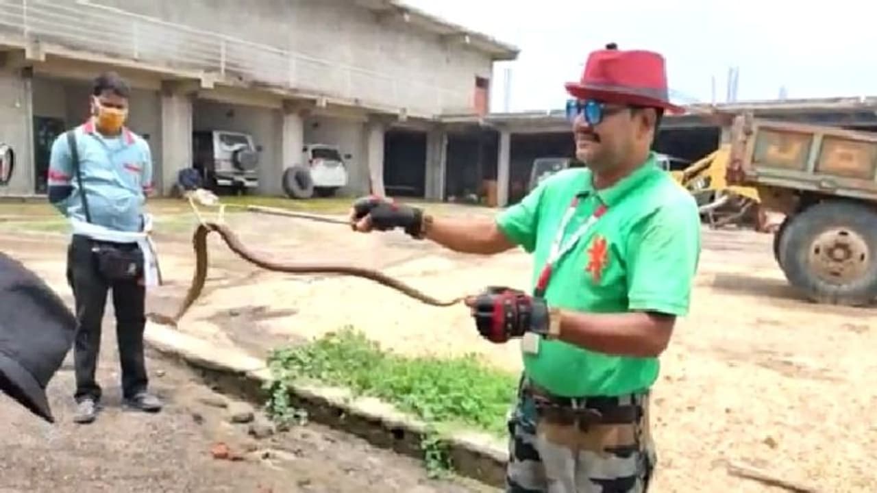 সাপ ধরা নেশা, সাপ না মারার বার্তা নিয়ে রাজ্যে রাজ্যে ঘুরে বেড়ান 'স্নেক সেভার' আনসারি