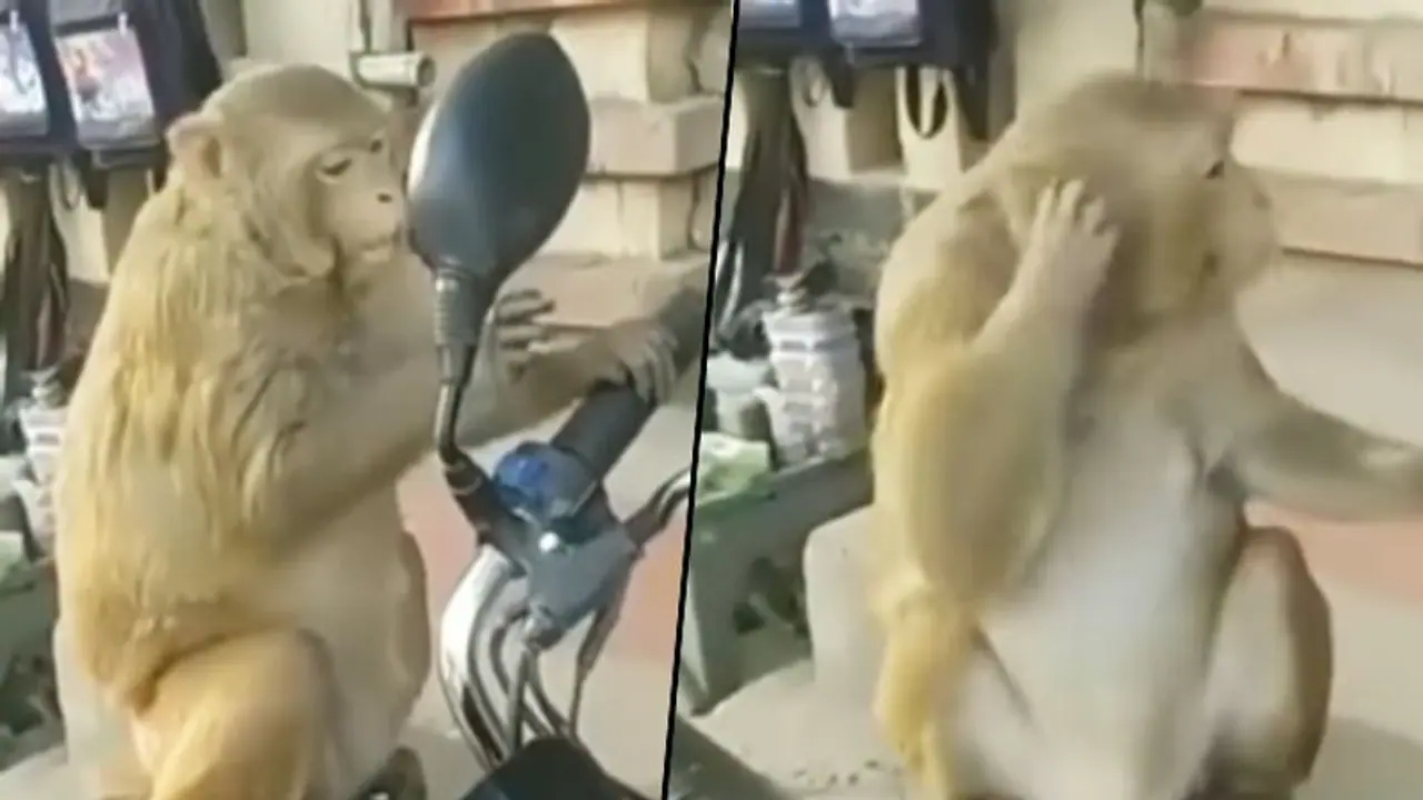 Watch: Monkey checks out itself in bike’s mirror; his funny act will make your day