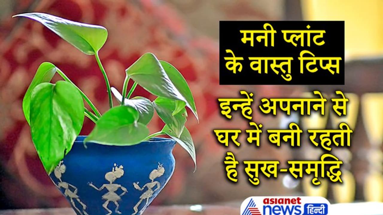 घर में लगाना हैं मनी प्लांट तो इन बातों का रखें खास ध्यान, बनी रहेगी सुख समृद्धि