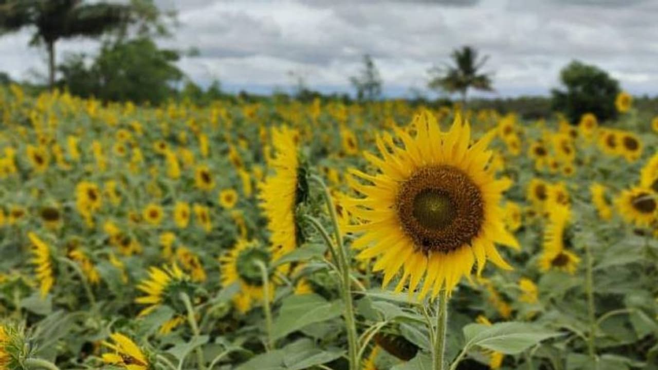 നൂറിലധികം ഏക്കര് തരിശുനിലം പച്ചപ്പ് കൊണ്ട് നിറച്ചു, കാടും മൃഗങ്ങളും പക്ഷികളും കൃഷിയും, ഇത് വനാന്തര നൂറിലധികം ഏക്കര് തരിശുനിലം പച്ചപ്പ് കൊണ്ട് നിറച്ചു, കാടും മൃഗങ്ങളും പക്ഷികളും കൃഷിയും, ഇത് വനാന്തര