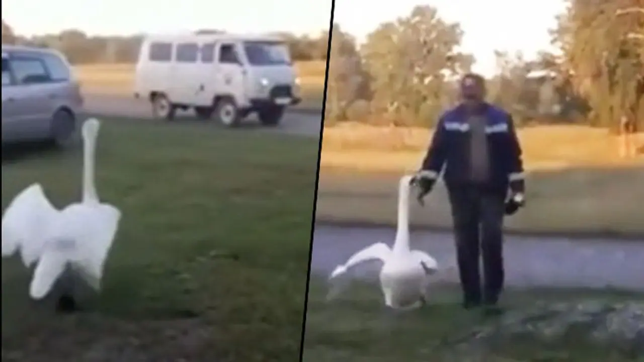 Swan's response to its owner coming home has amazed netizens; watch the video