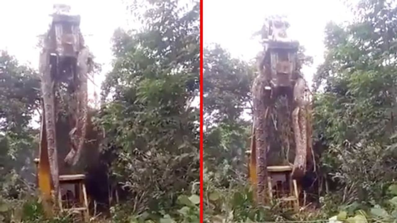 अब तक ना देखा होगा ऐसा अजगर: धनबाद में मिला 100 Kg का अजगर, उठाने के लिए बुलानी पड़ी जेसीबी, देखें Video अब तक ना देखा होगा ऐसा अजगर: धनबाद में मिला 100 Kg का अजगर, उठाने के लिए बुलानी पड़ी जेसीबी, देखें Video
