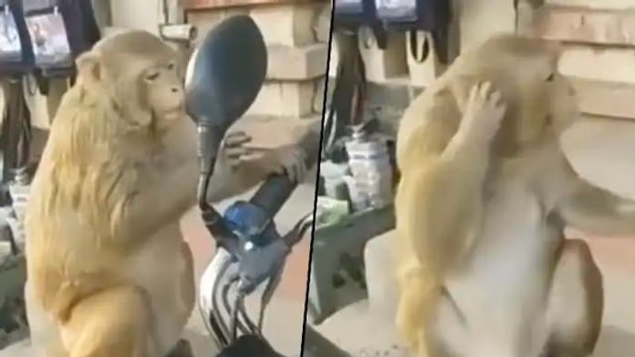 ആരെടാ നീ? കണ്ണാടിയിൽ തന്നെത്തന്നെ കണ്ട് ആശയക്കുഴപ്പത്തിലായി കുരങ്ങൻ, വൈറലായി വീഡിയോ ആരെടാ നീ? കണ്ണാടിയിൽ തന്നെത്തന്നെ കണ്ട് ആശയക്കുഴപ്പത്തിലായി കുരങ്ങൻ, വൈറലായി വീഡിയോ