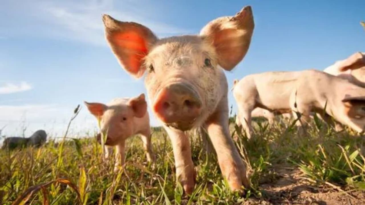 റൺവേകൾക്കിടയിലെ സ്ഥലത്ത് കൃഷി ചെയ്തു, വിളതിന്നാൻ പക്ഷികളുംമൃഗങ്ങളും, പക്ഷികളെ ഓടിക്കാൻ 'നിയമിച്ച'ത് പന്നികളെ റൺവേകൾക്കിടയിലെ സ്ഥലത്ത് കൃഷി ചെയ്തു, വിളതിന്നാൻ പക്ഷികളുംമൃഗങ്ങളും, പക്ഷികളെ ഓടിക്കാൻ 'നിയമിച്ച'ത് പന്നികളെ