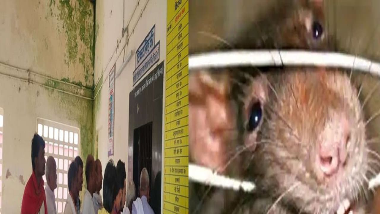 करामाती चूहों ने रेलवे को लगाया चूना, बिना टिकट यात्रा करने को मजबूर हुए लोग, जानें क्या है मामला..