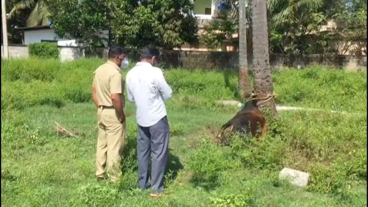 നാല്ക്കാലികളോടും ക്രൂരത; പ്രകൃതിവിരുദ്ധ പീഡനത്തിന് ഇരയാക്കുന്നു, പശു ചത്തനിലയില് നാല്ക്കാലികളോടും ക്രൂരത; പ്രകൃതിവിരുദ്ധ പീഡനത്തിന് ഇരയാക്കുന്നു, പശു ചത്തനിലയില്