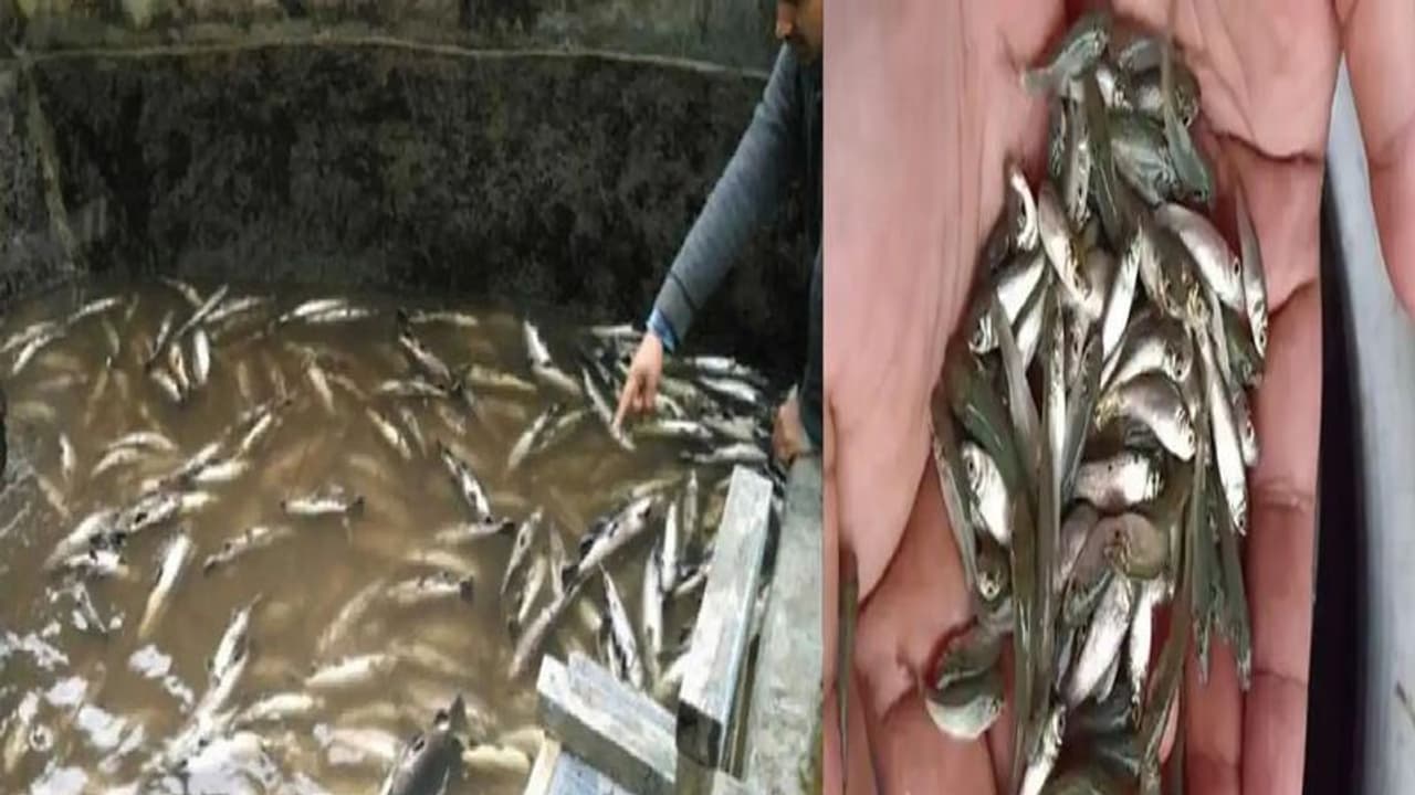 यहां आसमान से बरसीं मछलियां, यह अनोखा सीन देख लोग हैरान, इलाके में मचा हड़कंप