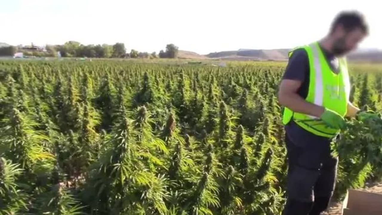 യൂറോപ്പിന്റെ ചരിത്രത്തിലെ തന്നെ ഏറ്റവും വലിയ കഞ്ചാവുകൃഷി, സെക്യൂരിറ്റി ക്യാമറകളടക്കം സന്നാഹം, ഞെട്ടി പൊലീസ് യൂറോപ്പിന്റെ ചരിത്രത്തിലെ തന്നെ ഏറ്റവും വലിയ കഞ്ചാവുകൃഷി, സെക്യൂരിറ്റി ക്യാമറകളടക്കം സന്നാഹം, ഞെട്ടി പൊലീസ്