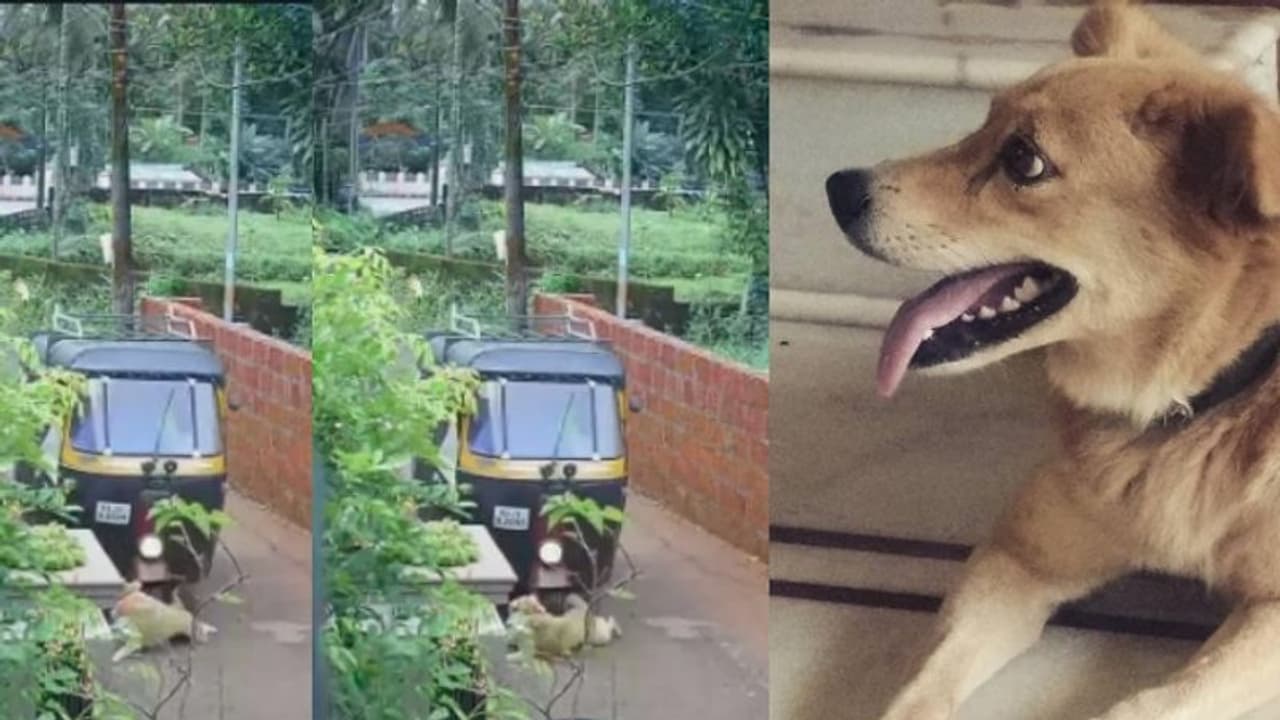 കണ്ണില്ലാത്ത ക്രൂരത; വളർത്തുനായയെ വാഹനം കയറ്റി കൊന്നയാള് അറസ്റ്റിൽ കണ്ണില്ലാത്ത ക്രൂരത; വളർത്തുനായയെ വാഹനം കയറ്റി കൊന്നയാള് അറസ്റ്റിൽ