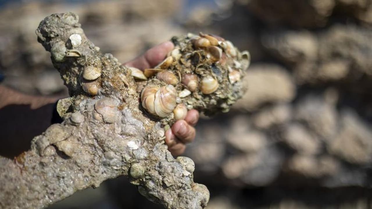 ഇസ്രായേല് കടലില്നിന്നും കുരിശുയുദ്ധക്കാരുടെ കാലത്തെ ഉടവാള് കണ്ടെത്തി ഇസ്രായേല് കടലില്നിന്നും കുരിശുയുദ്ധക്കാരുടെ കാലത്തെ ഉടവാള് കണ്ടെത്തി