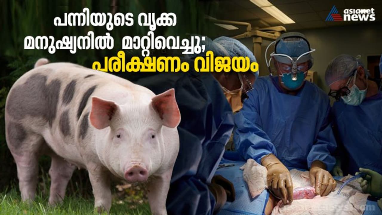 അവയവമാറ്റ ശസ്ത്രക്രിയയില്‍ വഴിത്തിരിവ്; പന്നിയുടെ വൃക്ക മനുഷ്യനില്‍ മാറ്റിവെച്ച പരീക്ഷണം വിജയം