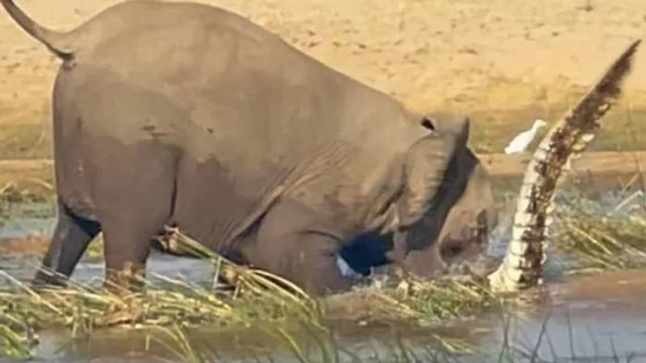 കുഞ്ഞിനെ സംരക്ഷിക്കാൻ മുതലയെ അടിച്ചും ചവിട്ടിയും കൊന്ന് ആന, ഞെട്ടിക്കുന്ന വീഡിയോ