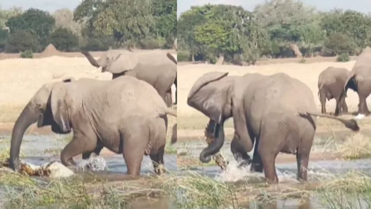 बच्चे को बचाने के लिए हाथी और मगरमच्छ में हुई जमकर लड़ाई, वीडियो का अंत सबसे ज्यादा चौंकाने वाला बच्चे को बचाने के लिए हाथी और मगरमच्छ में हुई जमकर लड़ाई, वीडियो का अंत सबसे ज्यादा चौंकाने वाला