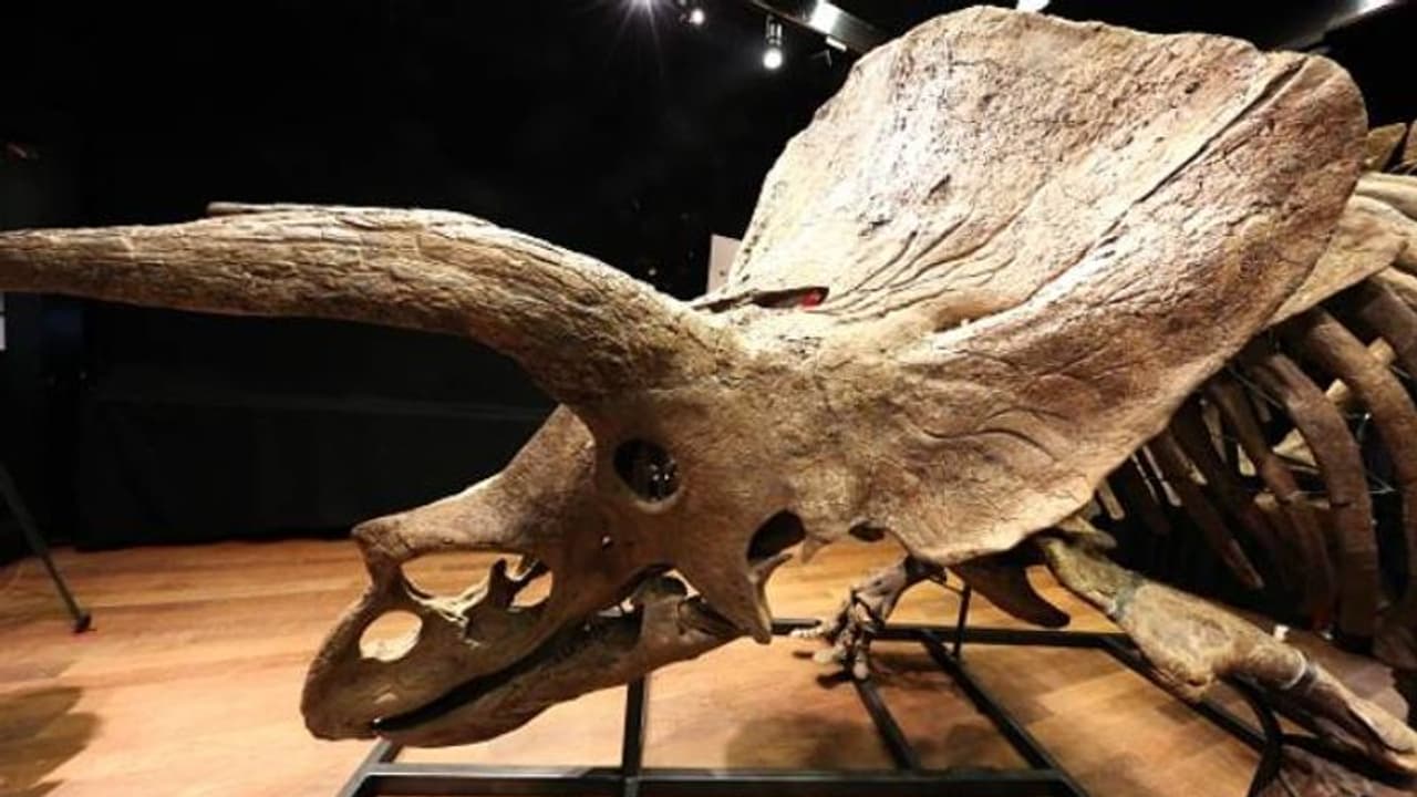 ബിഗ് ജോൺ, ദിനോസറിന്റെ അസ്ഥികൂടം, വില 57 കോടി! ബിഗ് ജോൺ, ദിനോസറിന്റെ അസ്ഥികൂടം, വില 57 കോടി!