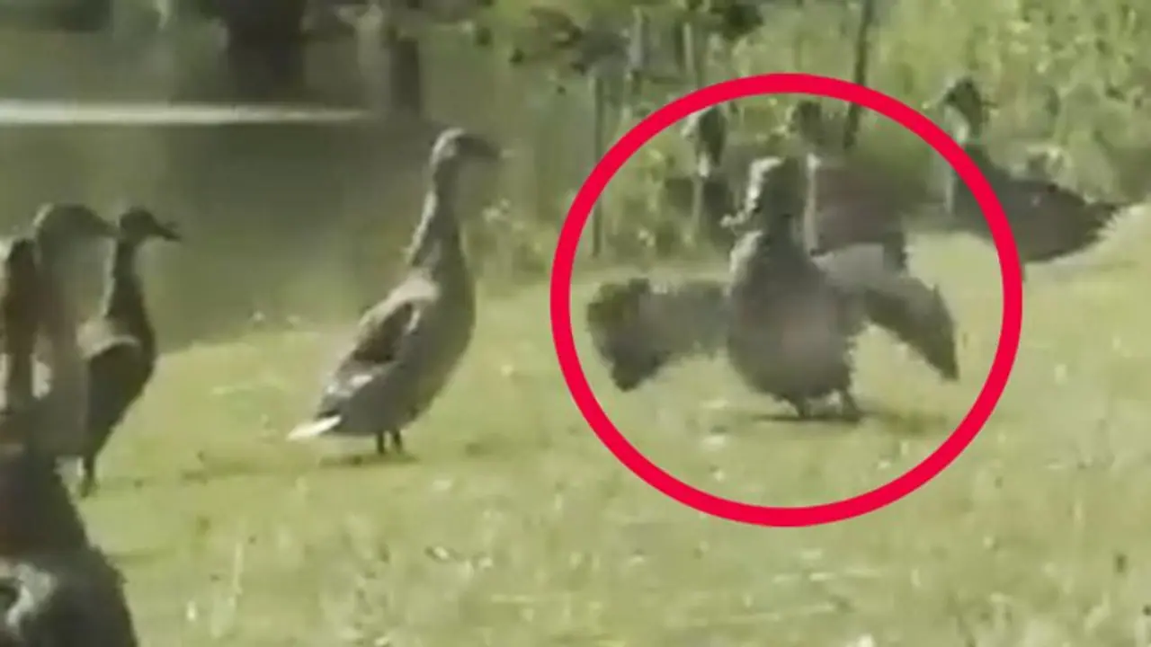 Watch: Duck’s impressive moonwalk will remind you of Michael Jackson; take a look