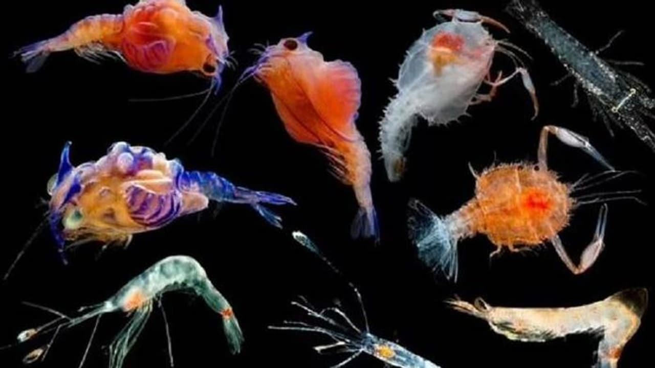 കണ്ടാൽ അന്യ​ഗ്രഹജീവികളെപ്പോലെ, സമുദ്രത്തിനടിയിൽ നിന്നും പുതിയ കണ്ടെത്തലുമായി ശാസ്ത്രജ്ഞർ