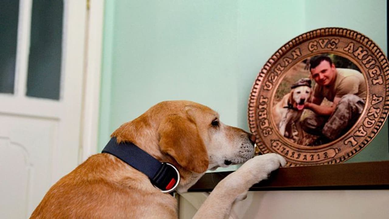 Pet registration mandatory for Noida residents by Jan 31, 2023, penalty on delay