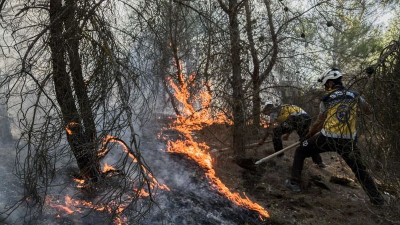 കാടിന് തീയിട്ട കേസില് 24 പേരെ പരസ്യമായി തൂക്കിക്കൊന്നു കാടിന് തീയിട്ട കേസില് 24 പേരെ പരസ്യമായി തൂക്കിക്കൊന്നു