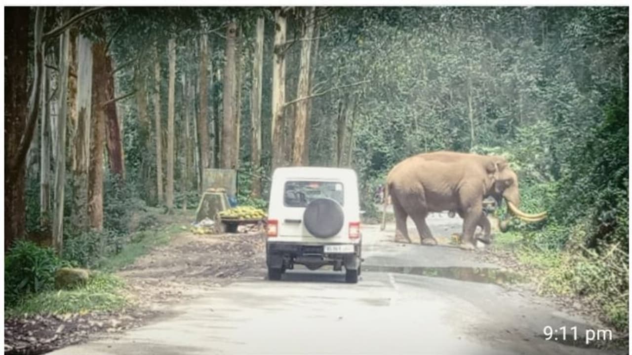 മാട്ടുപ്പെട്ടിയില് വീണ്ടും പടയപ്പ വിളയാട്ടം; നാളികേരം അകത്താക്കി മടങ്ങി മാട്ടുപ്പെട്ടിയില് വീണ്ടും പടയപ്പ വിളയാട്ടം; നാളികേരം അകത്താക്കി മടങ്ങി