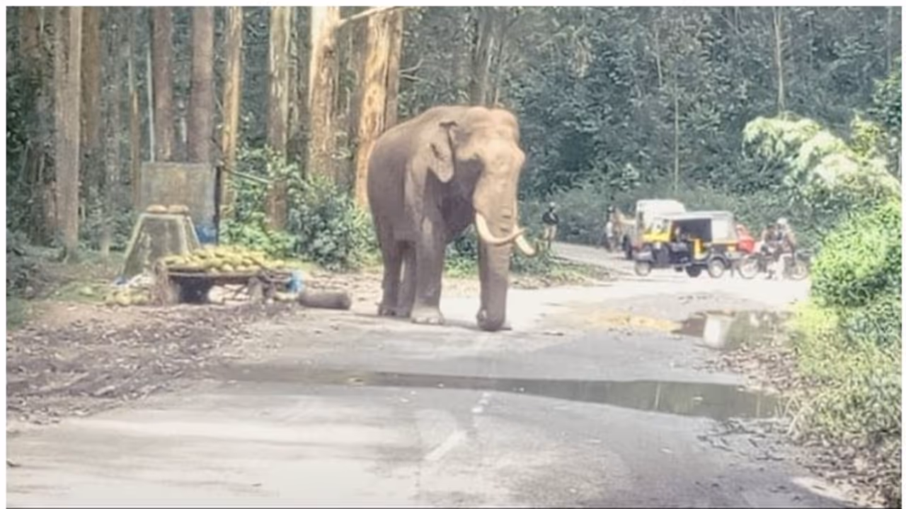 പതിവ് രീതിയില്‍ നിന്ന് മാറ്റം, കുറുമ്പുമായി പടയപ്പ, ഇത്തവണ ടാര്‍ഗറ്റ് റേഷന്‍ കടയിലെ അരി