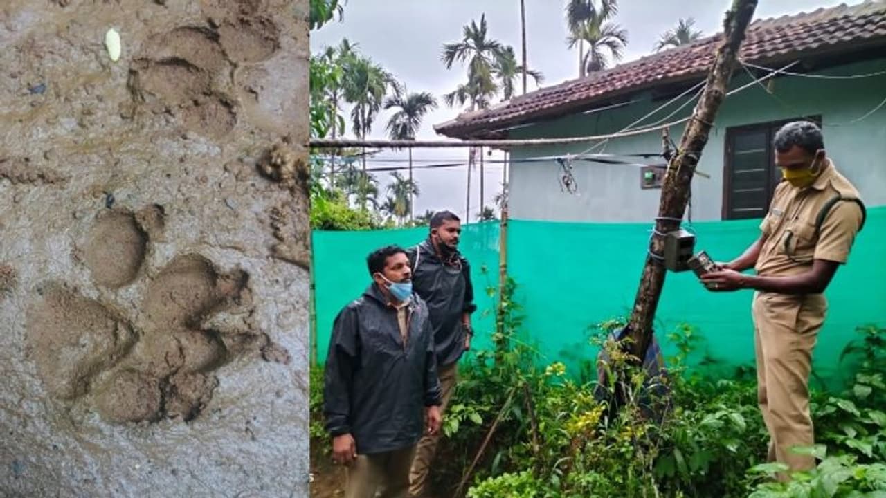 ആടിനെയും മുയലിനെയും കൊന്നു; കമ്പളക്കാട് ഭീതി വിതച്ച് അജ്ഞാത ജീവി