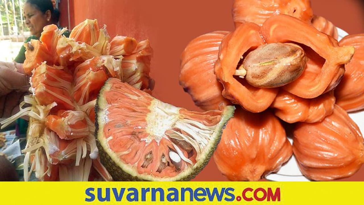 ತುಮಕೂರಿನ ಪ್ರಸಿದ್ಧ ‘ಸಿದ್ದು’ ಹಲಸಿಗೆ ಕರಾವಳಿಯಲ್ಲಿ ಕಸಿ..!