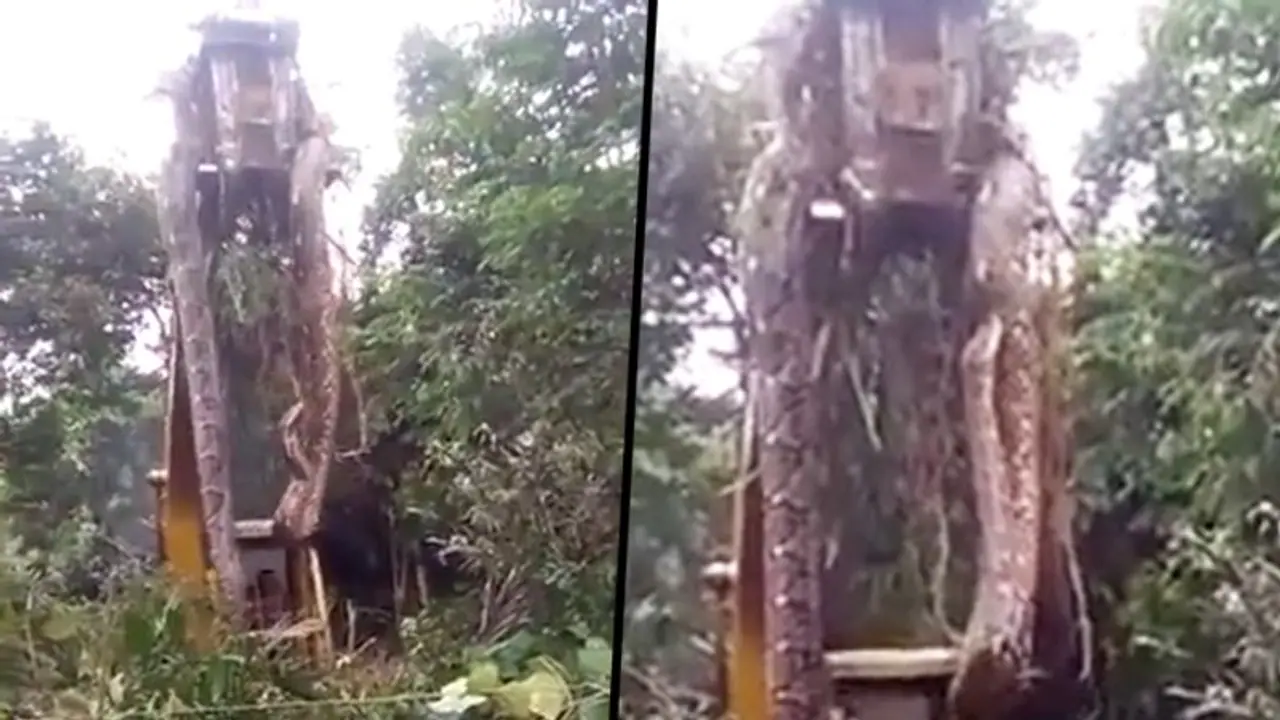 Watch: Gigantic snake lifted by crane from rainforest; viral video will give you goosebumps