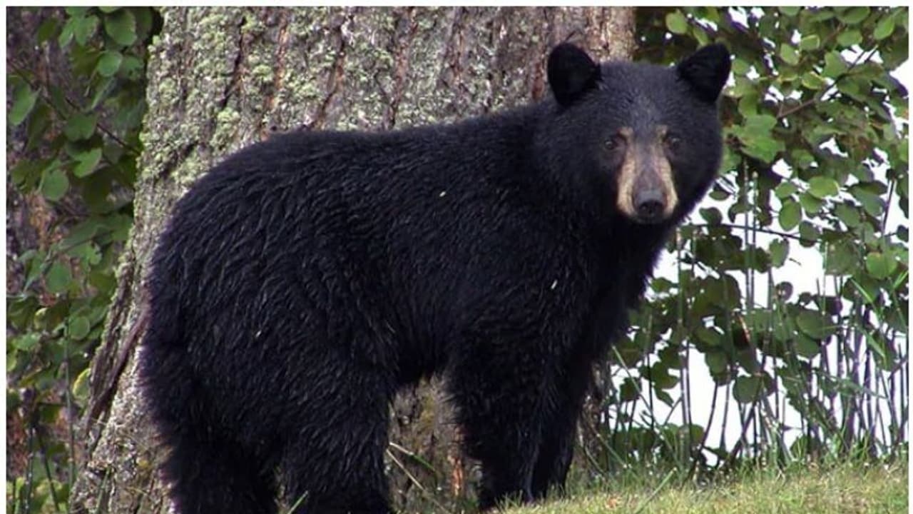 സിക്കിം രാജ്ഭവനില് ഹിമാലയന് കറുത്ത കരടി; ഒടുവില് പിടികൂടിയതിങ്ങനെ സിക്കിം രാജ്ഭവനില് ഹിമാലയന് കറുത്ത കരടി; ഒടുവില് പിടികൂടിയതിങ്ങനെ