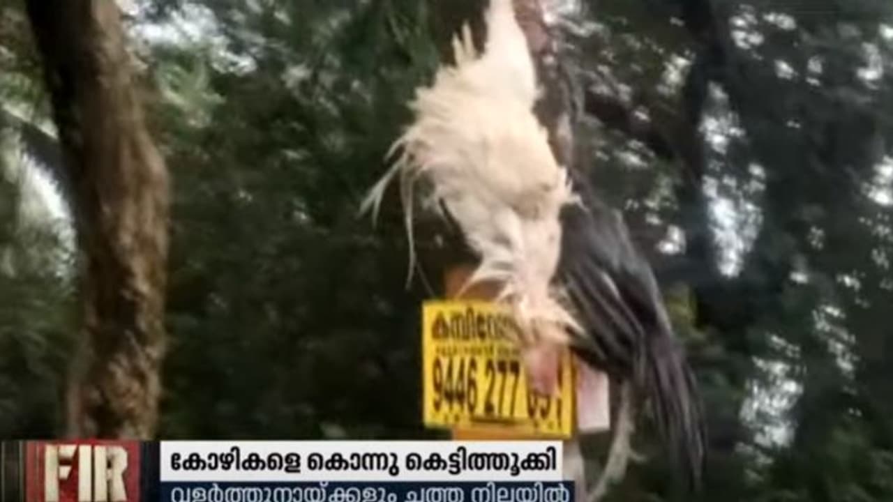 വളർത്തു കോഴിയെ കൊന്ന് കെട്ടിതൂക്കിയ നിലയിൽ കണ്ടെത്തി വളർത്തു കോഴിയെ കൊന്ന് കെട്ടിതൂക്കിയ നിലയിൽ കണ്ടെത്തി