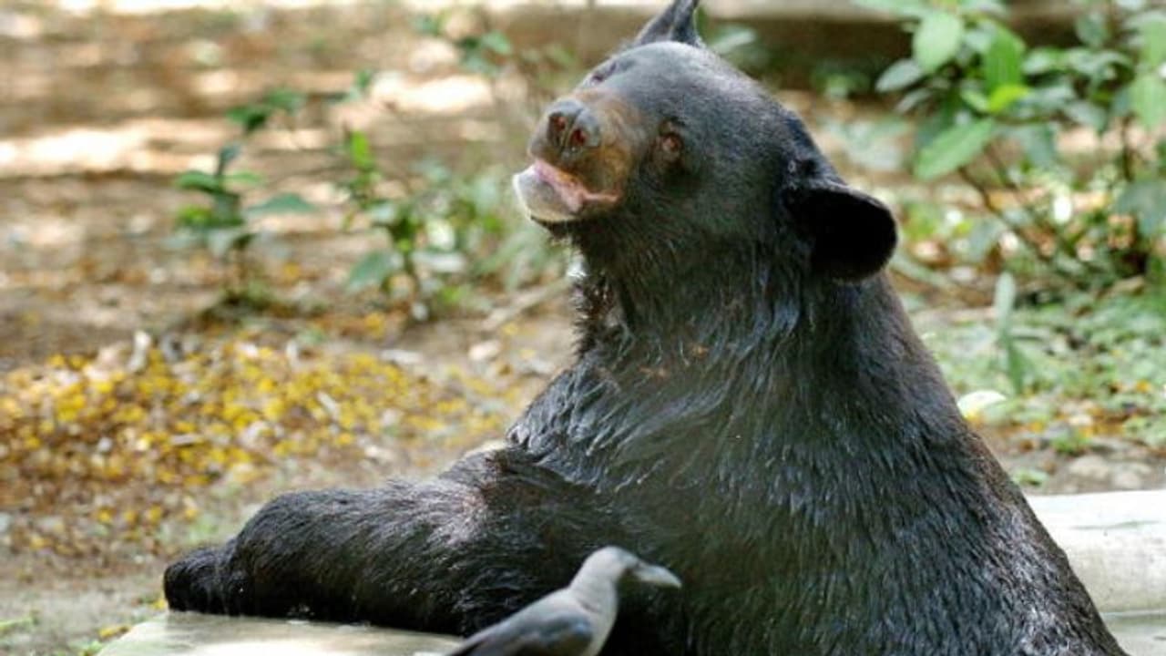 നാട്ടുകാര്‍ക്ക് ശല്യമായതോടെ കരടിയെ സ്ഥലം മാറ്റി വനംവകുപ്പ്, ആറ് മാസത്തിന് ശേഷം തിരികെയെത്തി പെണ്‍ കരടി