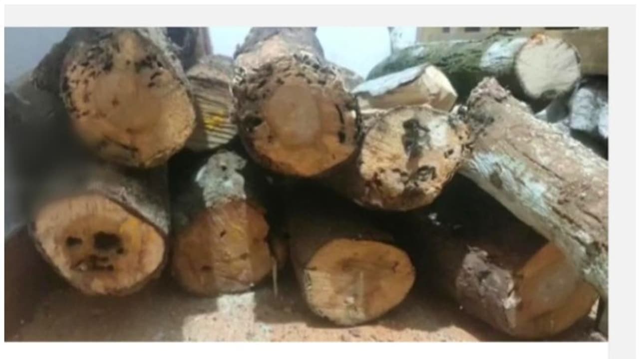 'പുഷ്പ'മാരുടെ വിളയാട്ടം; നെടുങ്കണ്ടത്ത് നിന്ന് കടത്തിയത് ലക്ഷങ്ങൾ വിലമതിക്കുന്ന ചന്ദനമരങ്ങൾ 'പുഷ്പ'മാരുടെ വിളയാട്ടം; നെടുങ്കണ്ടത്ത് നിന്ന് കടത്തിയത് ലക്ഷങ്ങൾ വിലമതിക്കുന്ന ചന്ദനമരങ്ങൾ