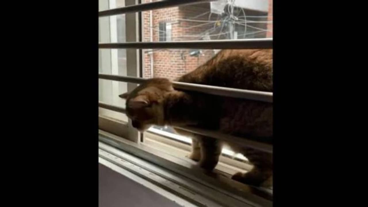 ഇതൊക്കെ സിമ്പിളല്ലേ, കുടുങ്ങിപ്പോയിടത്തുനിന്നും തന്ത്രപരമായി പുറത്തുകടന്ന് പൂച്ച, വീഡിയോ ഇതൊക്കെ സിമ്പിളല്ലേ, കുടുങ്ങിപ്പോയിടത്തുനിന്നും തന്ത്രപരമായി പുറത്തുകടന്ന് പൂച്ച, വീഡിയോ