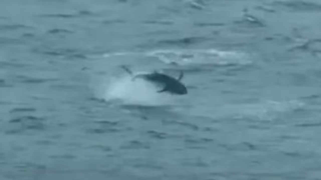 കോടിക്കണക്കിന് രൂപ കിട്ടുന്ന 'ലോകത്തിലെ ഏറ്റവും വിലവേറിയ മത്സ്യം', വീഡിയോ കാണാം കോടിക്കണക്കിന് രൂപ കിട്ടുന്ന 'ലോകത്തിലെ ഏറ്റവും വിലവേറിയ മത്സ്യം', വീഡിയോ കാണാം