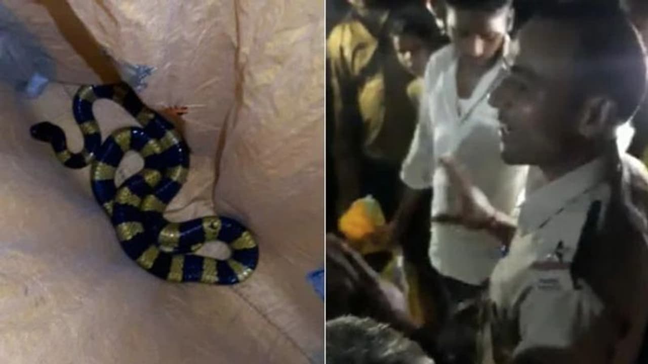 പതുങ്ങിയിരുന്ന ഉഗ്രവിഷമുള്ള പാമ്പിനെ പിടികൂടി വനപാലകന്‍; വീഡിയോ വൈറല്‍