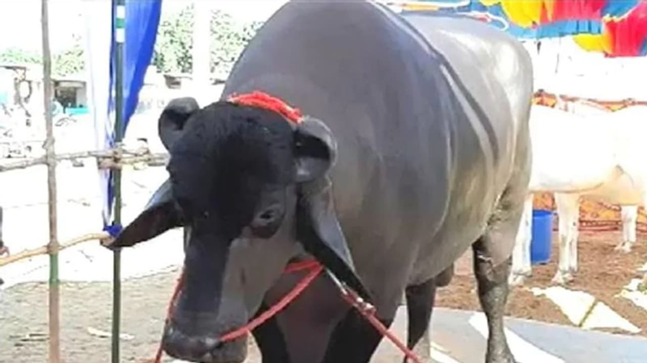 कातिल भैंसा! जिसने अपने मालिक को दर्दनाक मौत देकर मार डाला, फिर जो हुआ वह भी बड़ा शॉकिंग था कातिल भैंसा! जिसने अपने मालिक को दर्दनाक मौत देकर मार डाला, फिर जो हुआ वह भी बड़ा शॉकिंग था