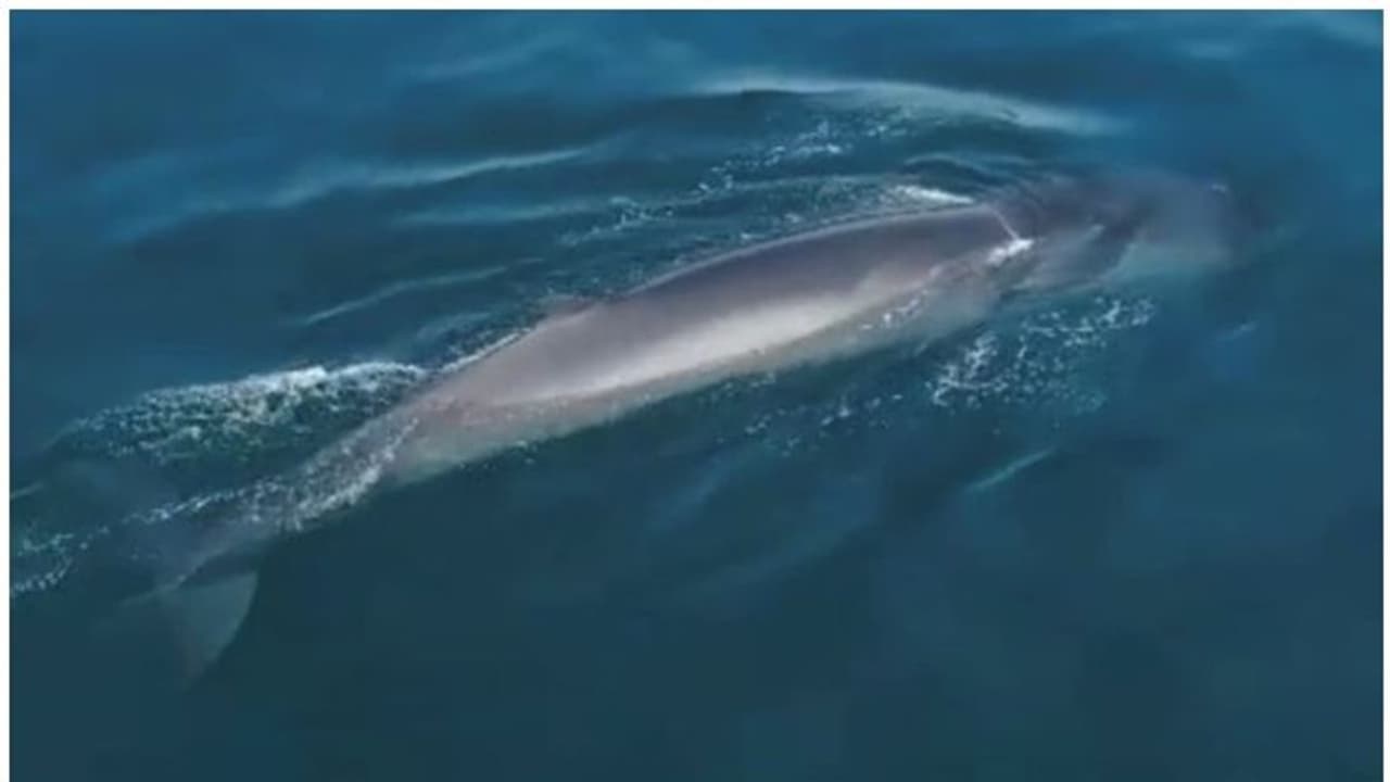 അബുദാബിയില്‍ അപൂര്‍വ്വയിനം തിമിംഗലത്തെ കണ്ടെത്തി