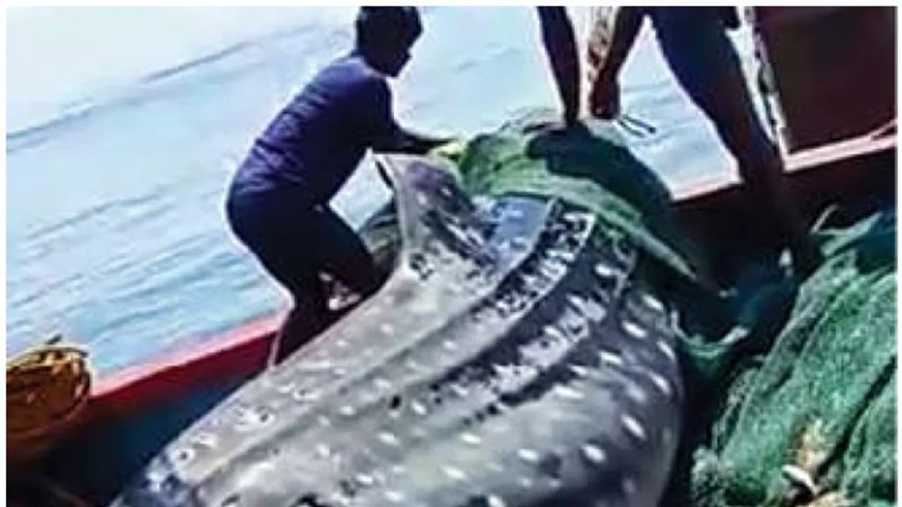 പിടിച്ച ഒന്നര ടണ് ഭാരമുള്ള മീനെ കടലില് തന്നെ ഇറക്കിവിട്ട് മത്സ്യതൊഴിലാളികള് പിടിച്ച ഒന്നര ടണ് ഭാരമുള്ള മീനെ കടലില് തന്നെ ഇറക്കിവിട്ട് മത്സ്യതൊഴിലാളികള്