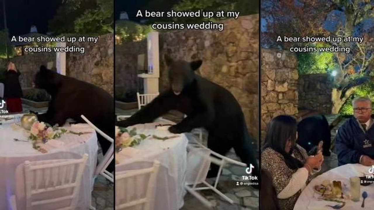 വിവാഹസൽക്കാര സ്ഥലത്തേക്ക് അപ്രതീക്ഷിതമായി കരടിയുടെ എൻട്രി, ഞെട്ടി ആളുകൾ, വൈറലായി വീഡിയോ