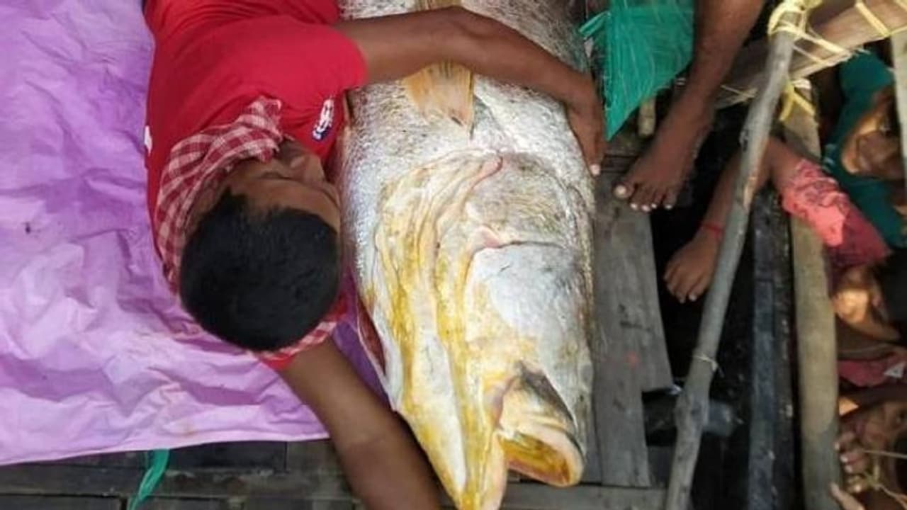 അപ്രതീക്ഷിതമായി കൈവന്ന ഭാഗ്യം, മത്സ്യത്തൊഴിലാളികളുടെ വലയില് ഭീമന്മത്സ്യം, വിറ്റത് 36 ലക്ഷം രൂപയ്ക്ക് അപ്രതീക്ഷിതമായി കൈവന്ന ഭാഗ്യം, മത്സ്യത്തൊഴിലാളികളുടെ വലയില് ഭീമന്മത്സ്യം, വിറ്റത് 36 ലക്ഷം രൂപയ്ക്ക്