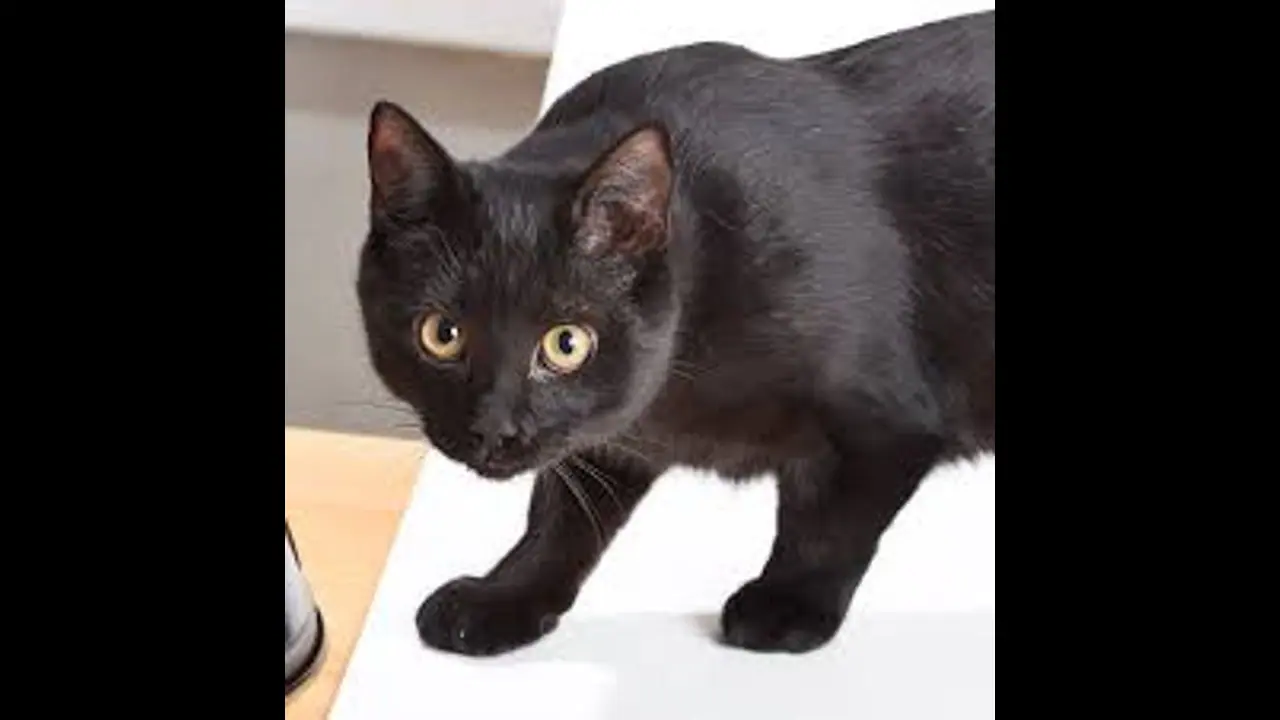 Faith And Reason: ಕಪ್ಪು ಬೆಕ್ಕು ನಿಮ್ಮ ದಾರಿಗೆ ಅಡ್ಡ ಹೋದರೆ ಅನಾಹುತದ ಸೂಚನೆಯೇ?