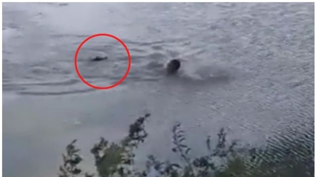 'ചീങ്കണ്ണിയോട് കളിച്ചാൽ ദേ ഇങ്ങനെ ഇരിക്കും'; തടാകത്തിൽ നീന്തുന്നതിനിടെ യുവാവിന് സംഭവിച്ചത്...