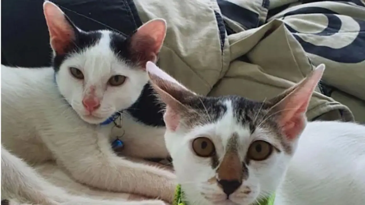 বিড়ালছানা কার, উত্তর খুঁজতে তুলকালাম কান্ড তেলেঙ্গানায়