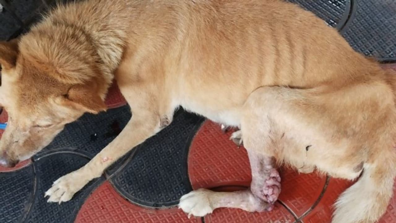 മന്ത്രി ഇടപെട്ടു, കാലിലെ മുഴ നീക്കാൻ തെരുവു നായയ്ക്ക് ശസ്ത്രക്രിയ മന്ത്രി ഇടപെട്ടു, കാലിലെ മുഴ നീക്കാൻ തെരുവു നായയ്ക്ക് ശസ്ത്രക്രിയ