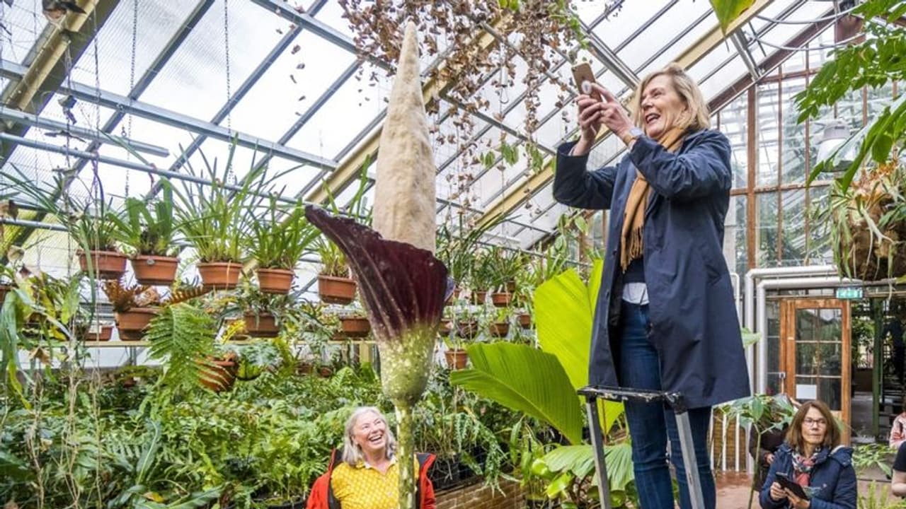 'ലിംഗച്ചെടി' കാണാന് ആയിരങ്ങള്; പൂത്തത് രണ്ടു പതിറ്റാണ്ടിനുശേഷം 'ലിംഗച്ചെടി' കാണാന് ആയിരങ്ങള്; പൂത്തത് രണ്ടു പതിറ്റാണ്ടിനുശേഷം