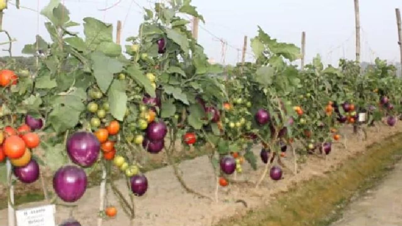 വഴുതനയും തക്കാളിയും ഒരേ ചെടിയിലുണ്ടായാലോ? വഴുതനയും തക്കാളിയും ഒരേ ചെടിയിലുണ്ടായാലോ?