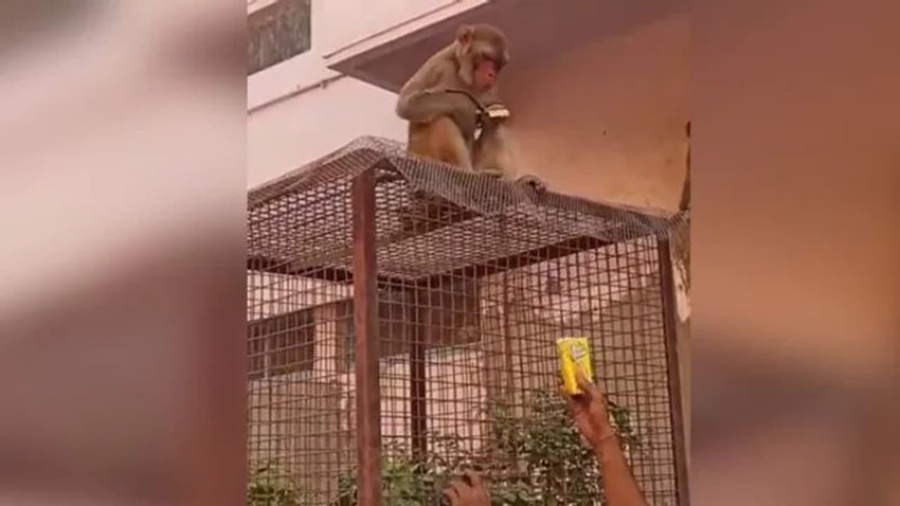 കണ്ണട 'അടിച്ചുമാറ്റി' കുരങ്ങന്‍; തിരികെ ലഭിക്കാന്‍ യുവാവ് ചെയ്തത്...