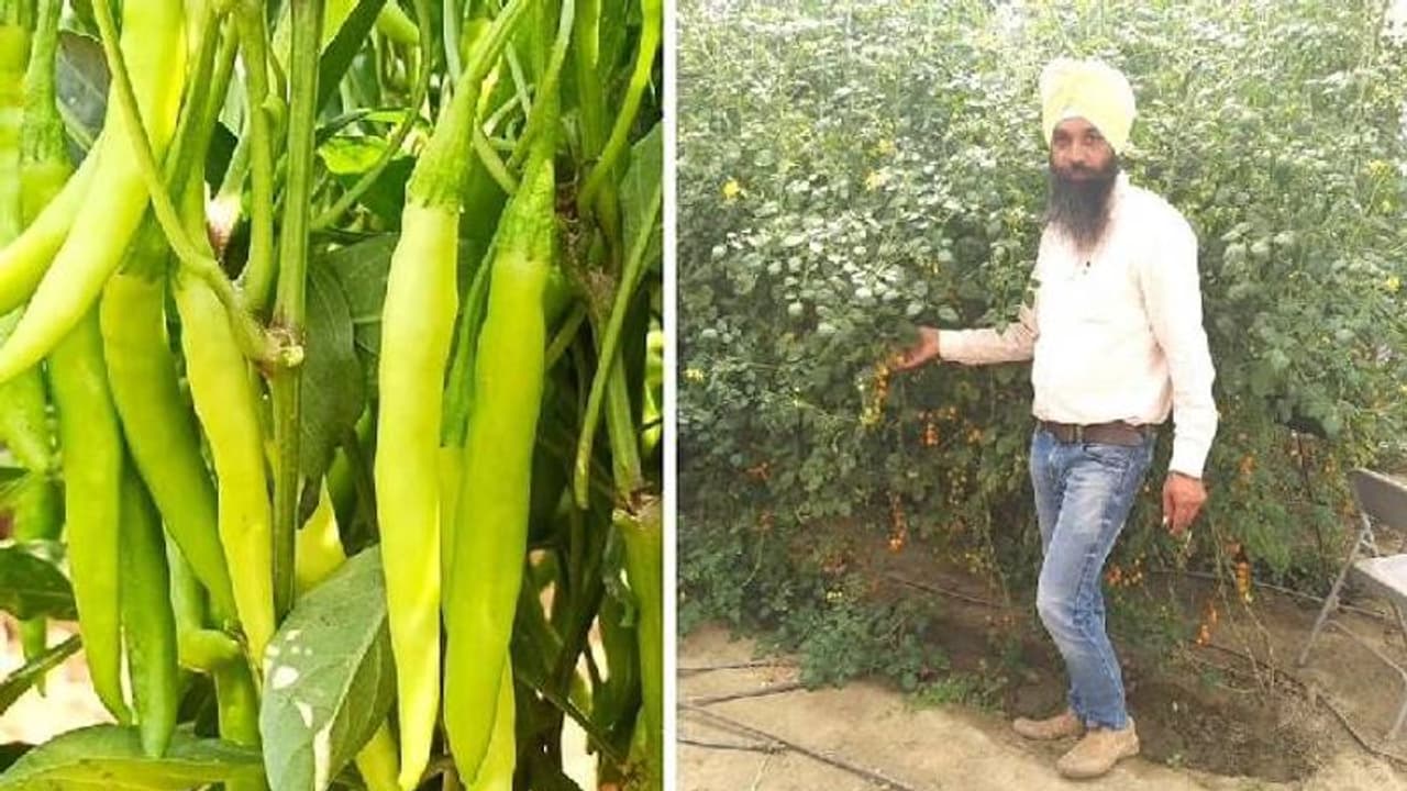 ബിരുദപഠനമുപേക്ഷിക്കേണ്ടി വന്നു, പ്രതീക്ഷിക്കാതെ കൃഷിയിലേക്ക്, ഇന്ന് കൃഷിയിലൂടെ കോടികൾ... ബിരുദപഠനമുപേക്ഷിക്കേണ്ടി വന്നു, പ്രതീക്ഷിക്കാതെ കൃഷിയിലേക്ക്, ഇന്ന് കൃഷിയിലൂടെ കോടികൾ...