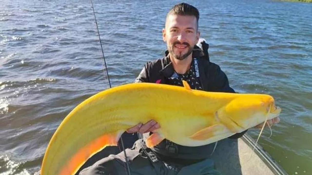 തിളങ്ങുന്ന കടുംമഞ്ഞ നിറത്തിലുള്ള മത്സ്യം, കണ്ട് ഞെട്ടി മത്സ്യത്തൊഴിലാളി, ഒടുവിൽ...